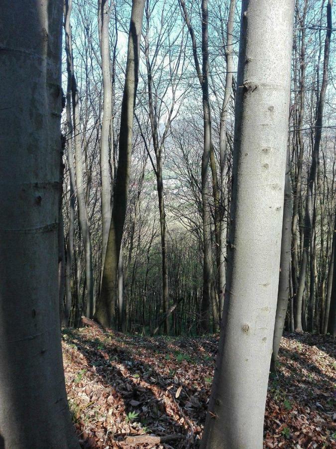 Appartamento Bakonyi Mandala Ház Bakonybél Esterno foto